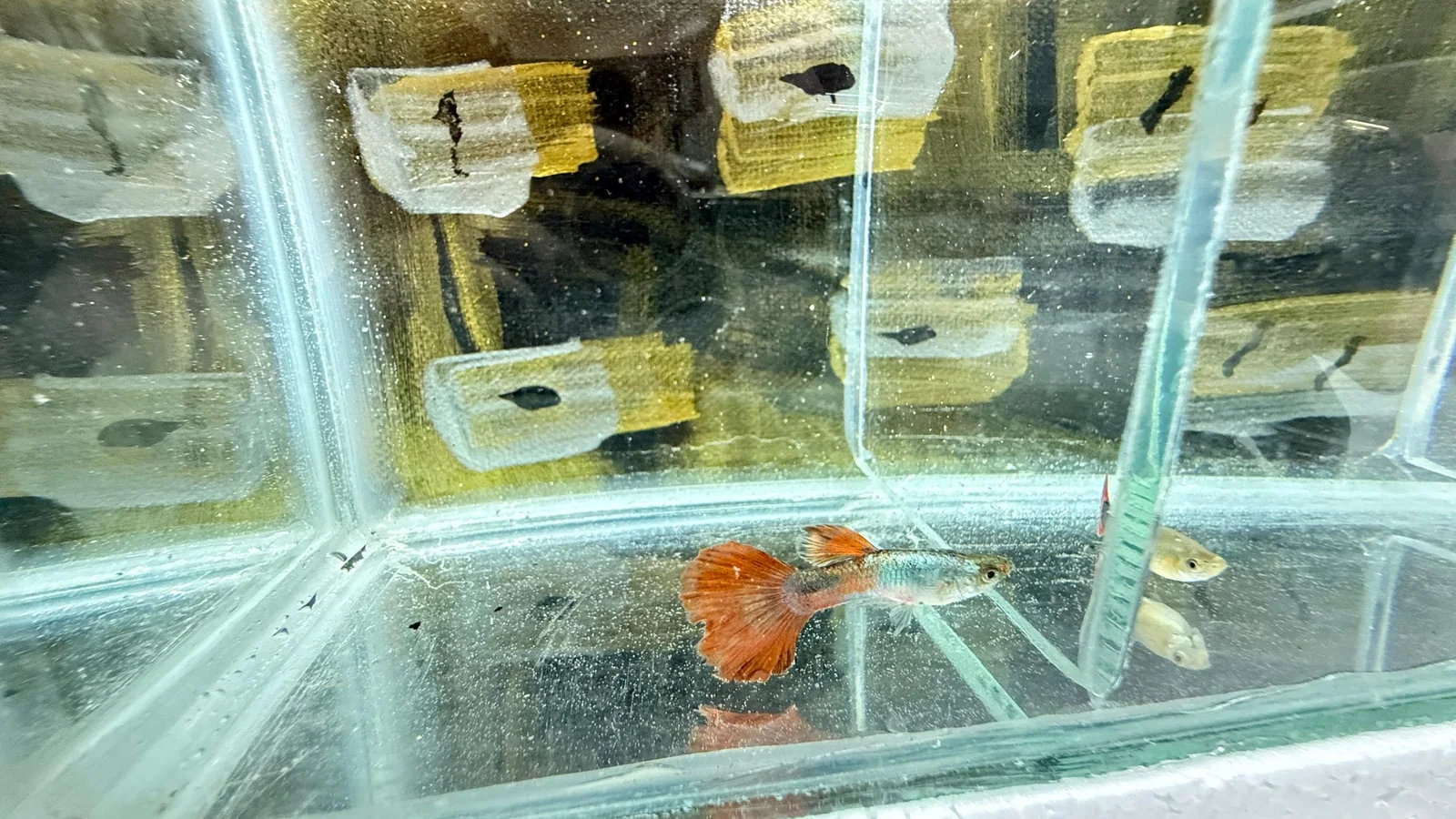 G0-T1-M1, the first recorded male guppy in the Sabah Guppy project